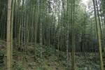 Japon - 099 - Bamboo grove, Tenryu-ji temple garden