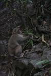 Japon - 104 - Japanese macaque, Monkey Park Iwatayama