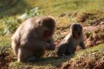 Japon - 105 - Japanese macaques, Monkey Park Iwatayama