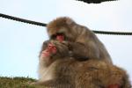 Japon - 106 - Japanese macaques, Monkey Park Iwatayama