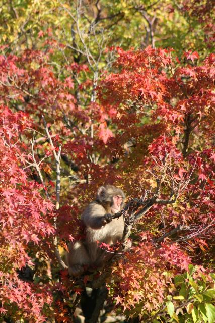 Japon - 109 - Japanese macaque in Momiji, Monkey Park Iwatayama