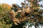 Japon - 110 - Japanese macaques, Monkey Park Iwatayama