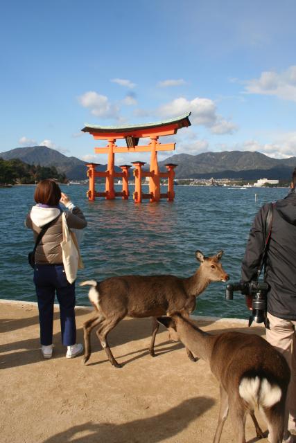 Japon - 131 - O-torii gate and deers, Miyajima