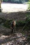 Japon - 137 - Deer, Omoto Park