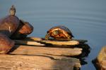 Japon - 212 - Turtle climbing, Sarusawaike pond, Nara